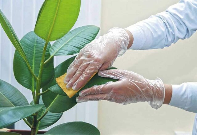 بیماری سفیدک حقیقی و سفیدک آشکار